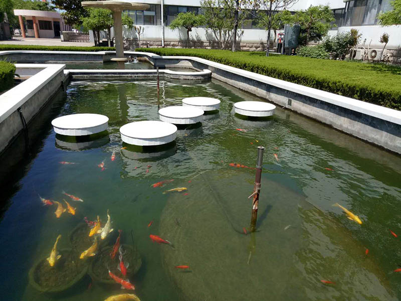 三年不换水 鱼也会悠然自得