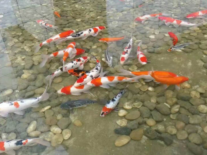济宁污水处理执行一级排放标准