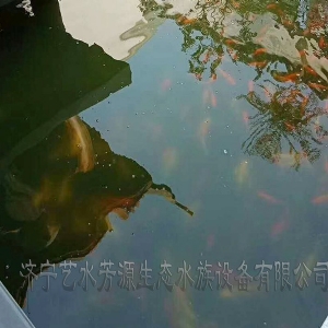 东营景观池刷净安装净化系统