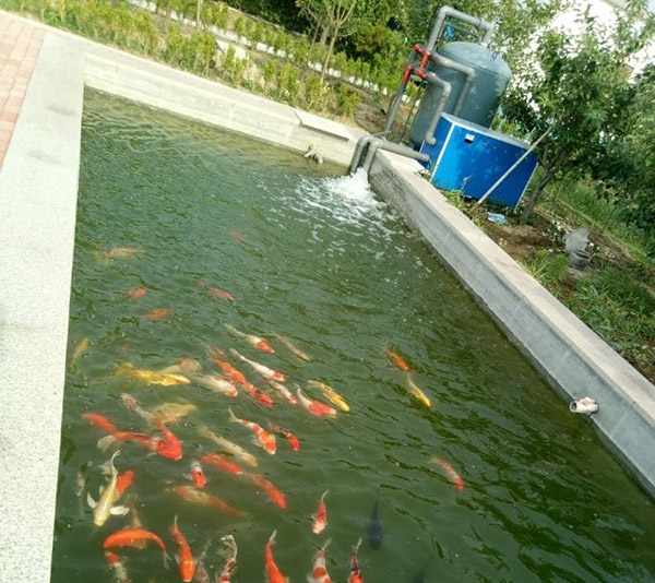 景观鱼池为什么要配过滤系统?