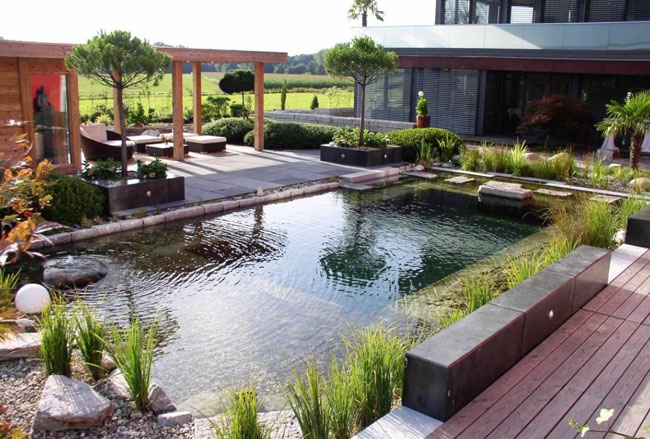 自家庭院建的鱼池需要做鱼池水处理吗