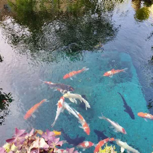 济宁艺水芳源鱼池过滤器客户实地效果展示