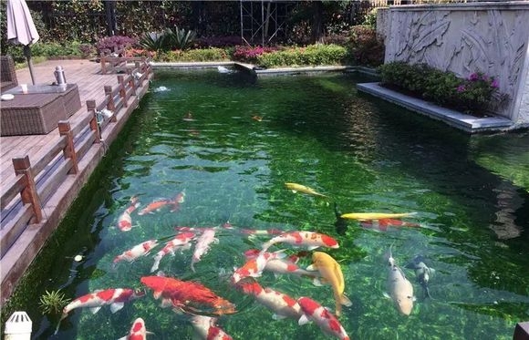 为什么要去除淤泥