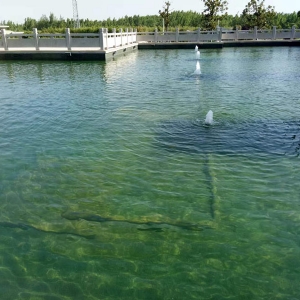 济宁艺水芳源鱼池过滤器客户实地效果展示